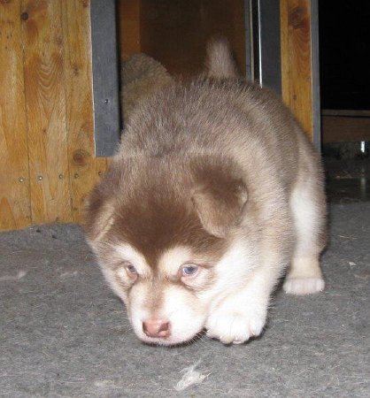 Y-Wurf 4 Wochen 010_1